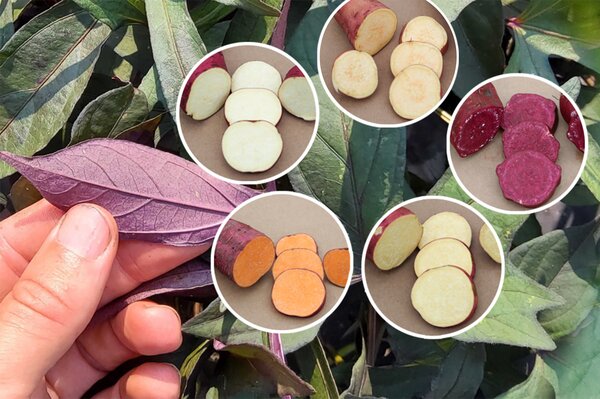 Kit d'autosuffisance All in one, Sugaroot Patates douces Jaune, Blanche, Marron, Violette et Orange