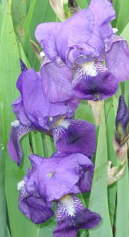 Iris x barbata - elatior 'Lovely Again'