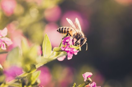 Les abeilles adorent le nectar du cuph&eacute;a &agrave; feuilles d&rsquo;hysope