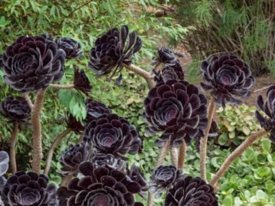 Photo&nbsp;: <i>Aeonium arboreum</i>