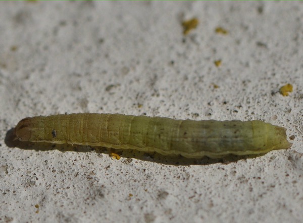 Maladies du groseillier Chenilles arpenteuses Flickr