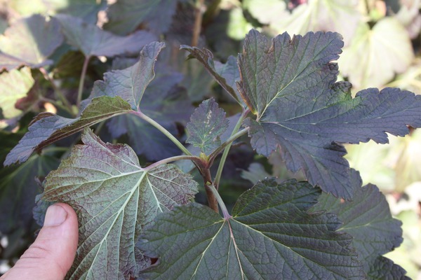 Maladies du groseillier feuilles rouges r&eacute;sistantes &agrave; l&rsquo;o&iuml;dium