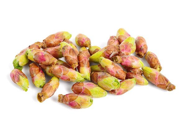 Cassis, Cassissima, Ribes nigrum, bourgeons