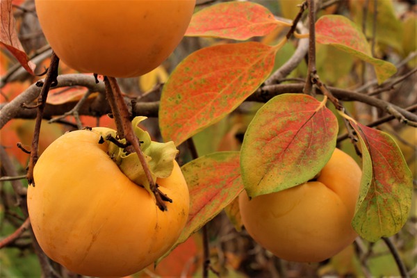 Planter, entretenir et tailler les kakis Guide de culture Lubera du kaki Aroma