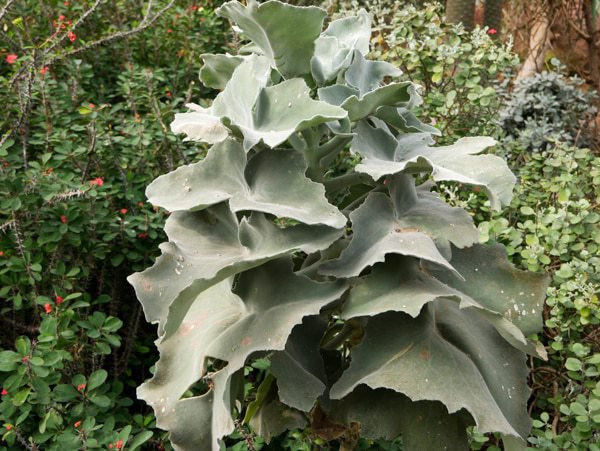 Kalancho&eacute;