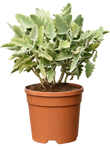 Kalanchoe beharensis 'Oak Leaf', Busch, im 20cm Topf, H�he 45cm, Breite 30cm