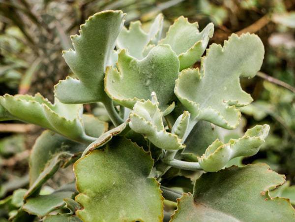 <i>Kalanchoe beharensis</i> Esp&egrave;ces de succulentes