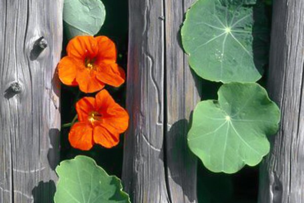 Capucine, Tropaeolum majus (de travers)