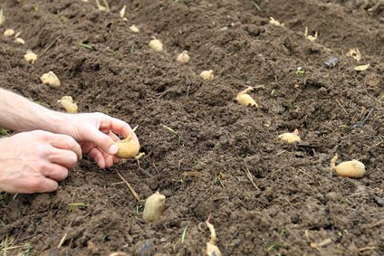 Placer les pommes de terre en rangs pendant la plantation