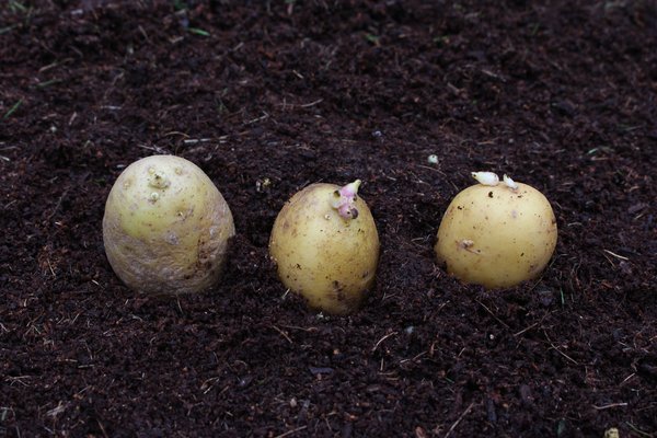 Pomme de terre, planter des pommes de terre en pot, pr&eacute;-germination des pommes de terre
