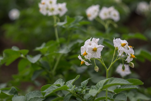 faire germer les pommes de terre - Fleurs de pomme de terre