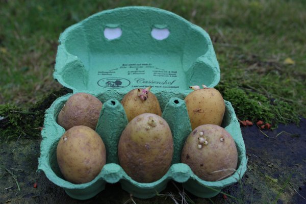 Pomme de terre, planter des pommes de terre en pot, pr&eacute;-germination des pommes de terre