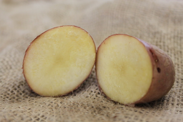 Pomme de terre Sarpo Axona coup&eacute;e, planter des pommes de terre en pot