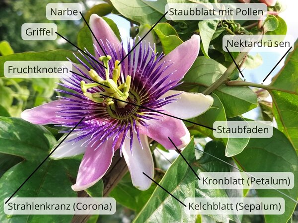 Structure de la fleur de passiflore