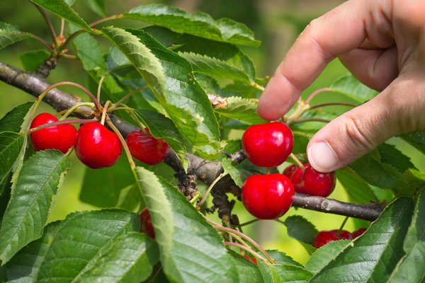 R�colte des cerises - voici comment proc�der´�!