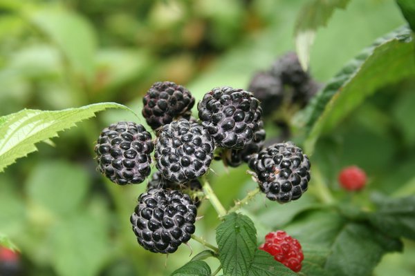 Black Jewel, cueillette de framboises
