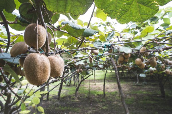 Les kiwis veulent grimper : Si le kiwi est plant&eacute; correctement, il offrira de nombreux fruits
