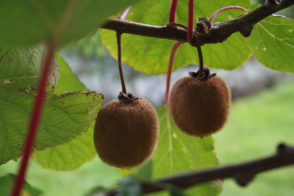 Kiwi Hayward, tailler le kiwi