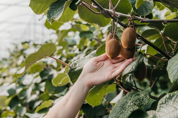 Les kiwis m&ucirc;rs se d&eacute;tachent facilement du p&eacute;doncule