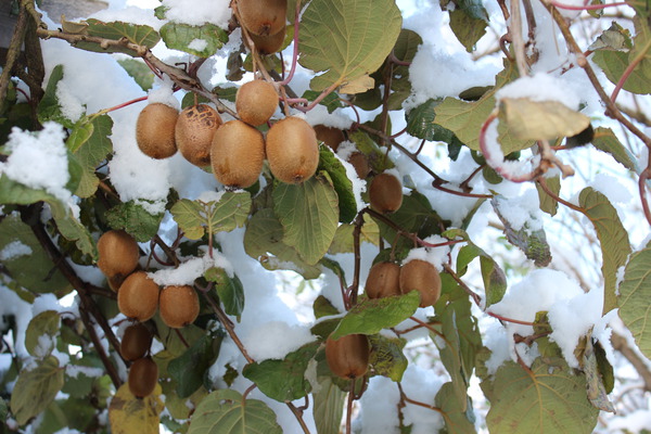 Fruits sur la plante par temps de neige, tailler le kiwi