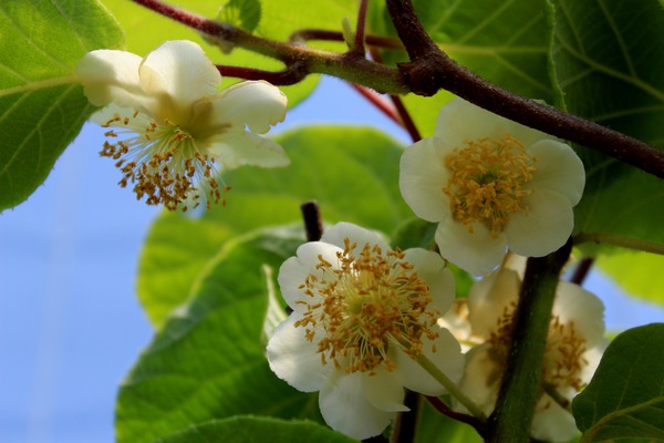 Actinidia chinensis (deliciosa), kiwis ne donnent pas de fruits