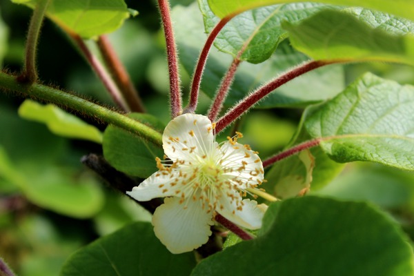 R&eacute;colte de kiwis Tomuri Actinidia chinensis deliciosa Lubera