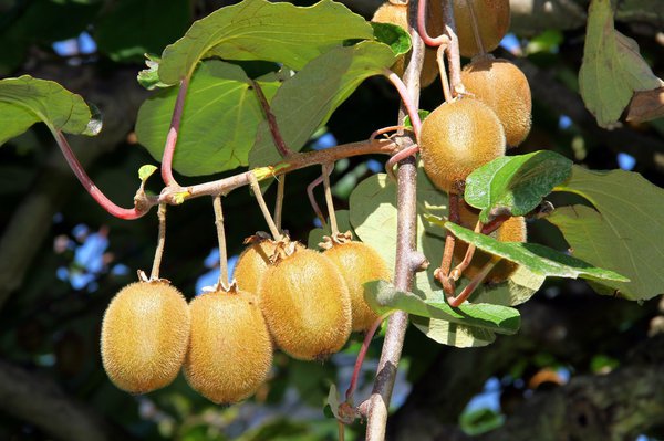 Bien planter et entretenir le kiwi