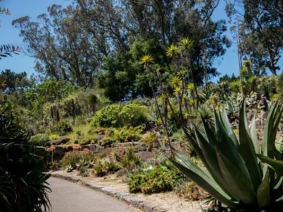 Jardin de succulentes &agrave; San Francisco