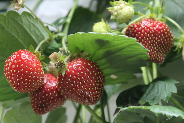 Fraises saines Fraisiers grimpants Freeclimber Lubera