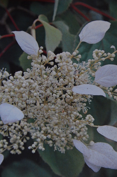 Kletterhortensie, Spalthortensie