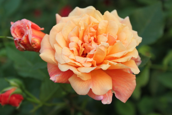 Fleur simple, planter des rosiers grimpants