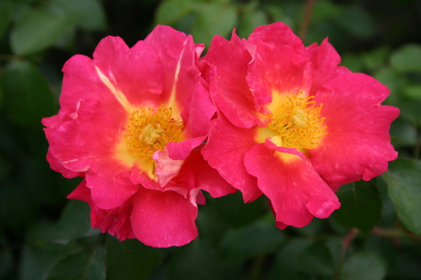 o&iuml;dium et mildiou, Rose grimpante Bajazzo