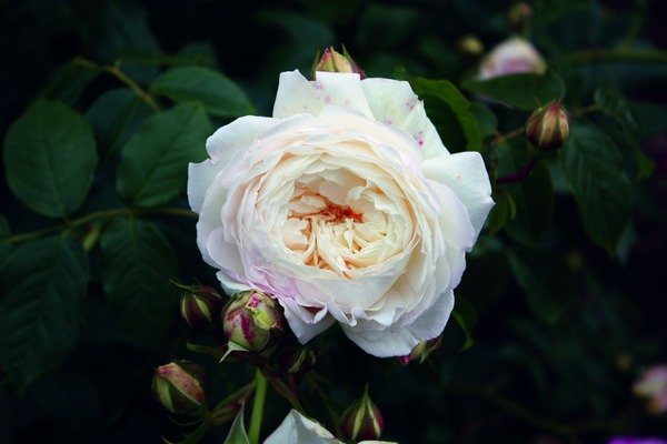 Rosier grimpant Claire Austin Planter des rosiers grimpants
