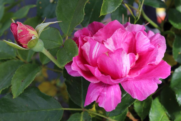 Rose Guy Savoy, construire une arche de rosier