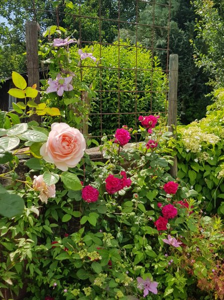 Rosier liane, rosier liane sur un mur, construire une arche de rosier