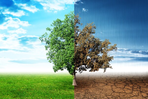Arbre climatique, arbres fruitiers r&eacute;sistants au changement climatique