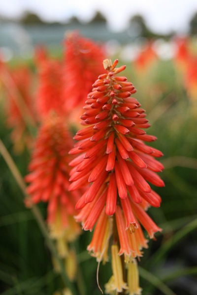 Kniphofia 'Papaya Popsicle' (S)