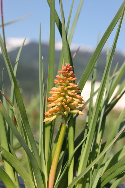 Kniphofia uvaria 'Grand Mix'