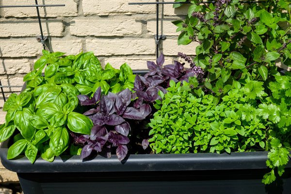 Certaines plantes aromatiques se s'associent tout simplement pas