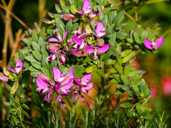 Polygale &agrave; feuilles de myrte