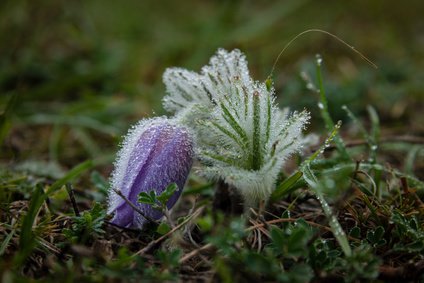 Grande an&eacute;mone des bois en automne, plantes vivaces, plantes vivaces toxiques