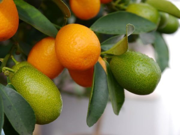 Kumquat