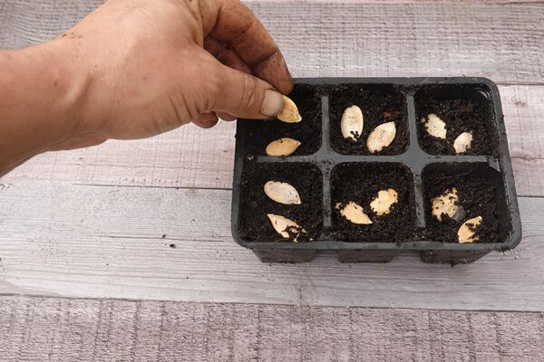 Courge, plateaux de semis