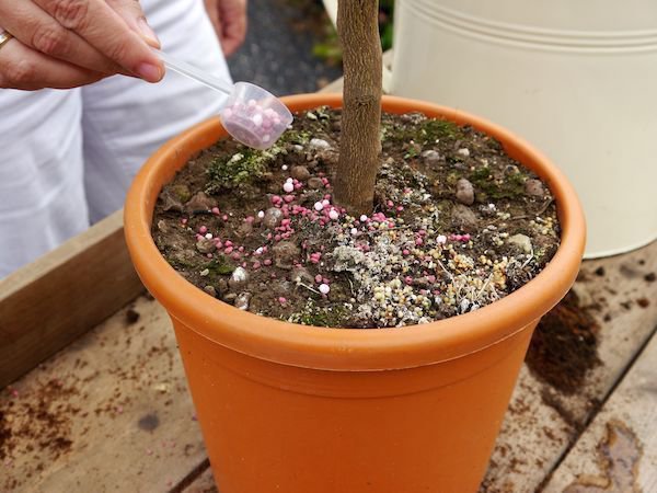Plantes Fertiliser citronnier