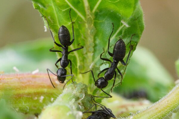 Des fourmis de l'esp&egrave;ce Lasius niger avec des pucerons sur une plante, puceron, fourmi