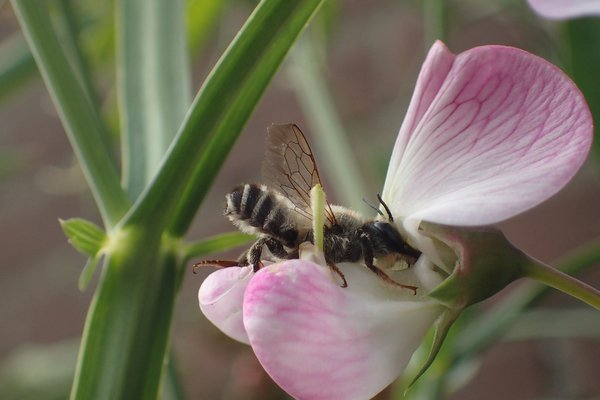 Lathyrus Fleur avec abeille sauvage, papilionac&eacute;es, plantes vivaces amies des insectes