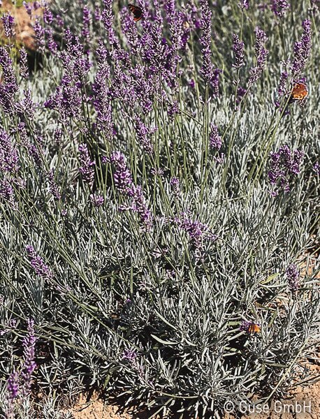 Lavandula, Grappenhall, Staude, P�ppel