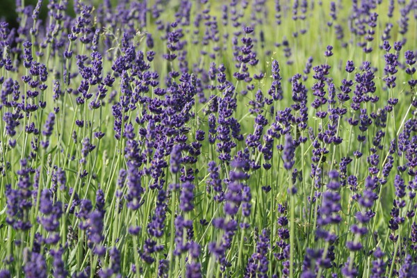 Les fourmis dans le jardin, Lavande Hidcote Blue, Lavandula angustifolia, Lubera