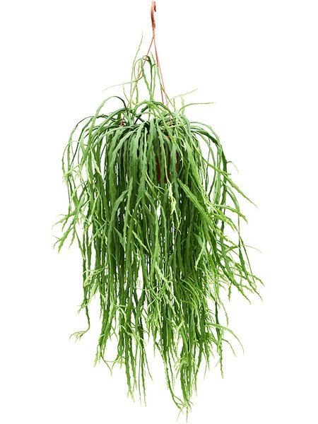 Lepismium asuntapatense, Ampel, im 20cm Topf, H�he 60cm, Breite 40cm