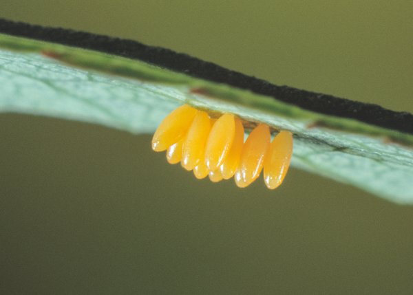 Lutte contre le doryphore, &frac12;ufs de doryphore sur la face inf&eacute;rieure des feuilles